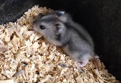 jantan hamster