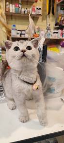 Scottish fold
