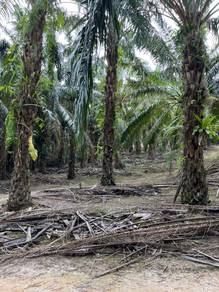 For Sale - Agricultural Land in Kampung Ulu Gemelang, Kuala Pilah