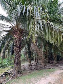 For Sale - Agricultural Land in Kampung Ulu Gemelang, Kuala Pilah