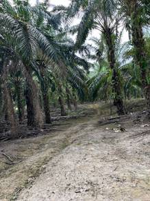 For Sale - Agricultural Land in Kampung Ulu Gemelang, Kuala Pilah