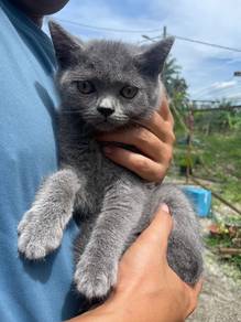 BSH kitten