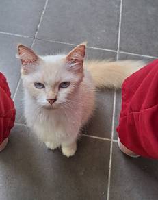 Female cat 1year +