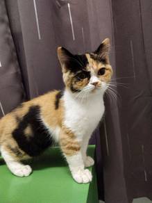 Rehome Anak Kucing Yang Gebu Dan Manja