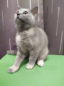 Rehome Anak Kucing Yang Comel & Aktif