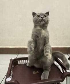 Rehome Anak Kucing Yang Comel