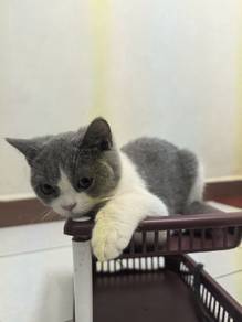 Rehome Anak Kucing Yang Aktif Dan Manja