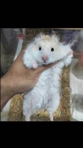 10 bulan poly hamster jantan