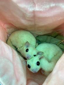 Sugar glider white leucistic