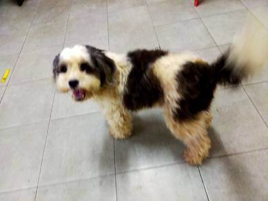 Female Mini Poodle 