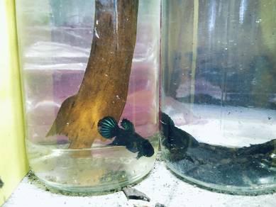 IKAN LAGA KAMPUNG ori