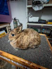 Netherland Dwalf rabbit