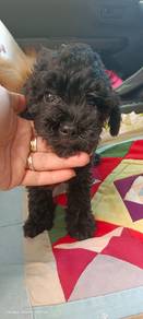 poodle for sale