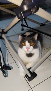 Kucing Jantan 2 ekor 1 Harga