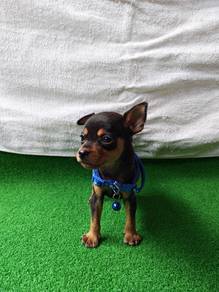 小鹿犬 Miniature Pinscher 1010