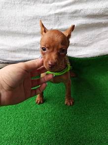 Yellow Mini Pinscher 1010