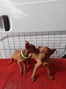 Yellow Mini Pinscher 1010