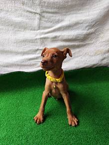 Yellow Mini Pinscher 1010