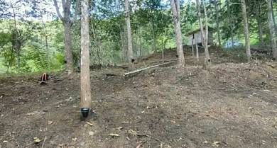 NT| 4 ekar|Tamparuli| Tuaran| kg. Bambangan Lama.