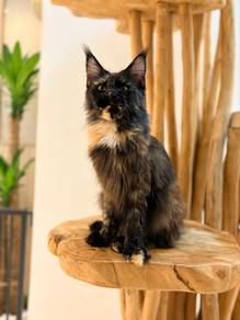 Mainecoon Tortieshell