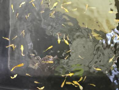 Guppy Full Gold 