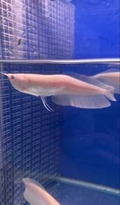 Ikan Arowana Albino Silver defect