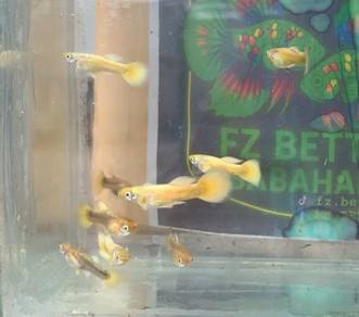 Guppy strain