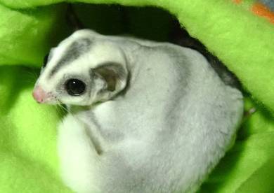 Sugar glider creamino and plat