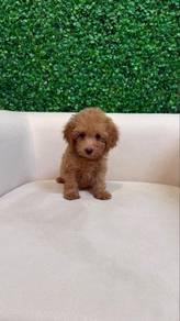 Toy Poodle Female Puppy PROMO