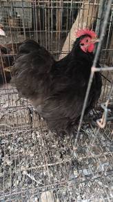 Ayam Pekin Bantam @ Mini Cochin