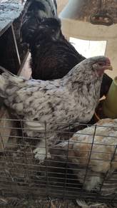 Induk Ayam Brahma