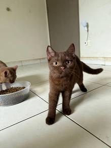 Bsh Chocolate Cinnamon 