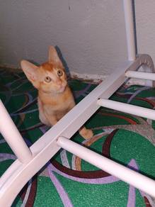anak kucing kacuk parsi 