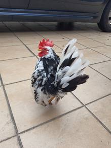 Ayam serama