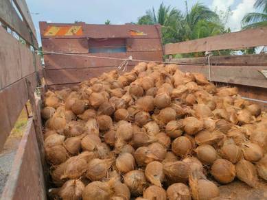 Wholesale coconuts Johor Bahru with Delivery