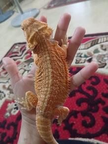 Bearded Dragon
