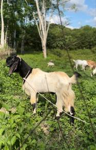 kambing jantan
