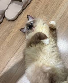 seal mitted ragdoll kitten