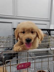 Golden retriever