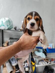 Beagle female only