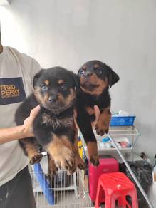 Rottweiler male female puppy