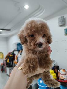 Toy poodle male female