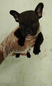 French bulldog puppy