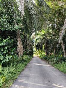 tanah sawit