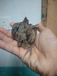 Merbuk jinak anak suap sepasang
