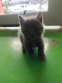 Munchkin bsh male/ female