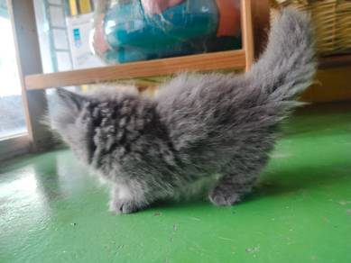 Munchkin bsh long hair supershort
