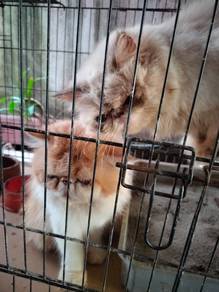 Flat face long hair induk + anak ff calico sekor