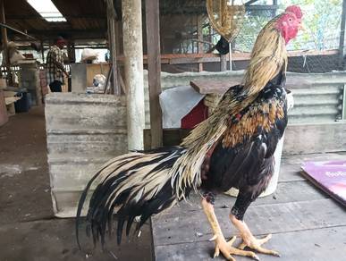 Ayam Sabung