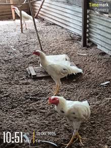 Ayam Sabung